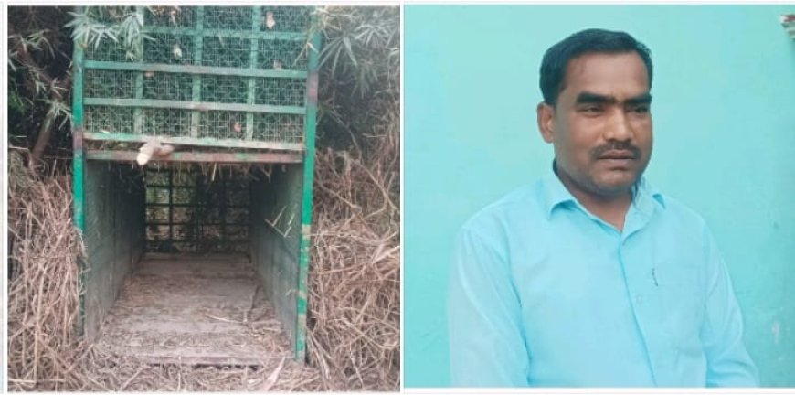खाफा कला गांव मे तेदुएं ने बकरी को बनाया शिकार, इलाके मे दहशत का माहौल